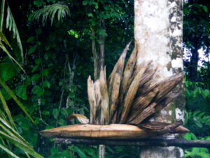 Réserve Calanoa Amazonie colombienne